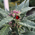 Planta de cannabis variedad Punto Rojo con hojas verdes cubiertas de tricomas y flores con pistilos rosados