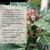 Planta de cannabis variedad Punto Rojo con flores cubiertas de tricomas y pistilos rosados, acompañada de texto descriptivo sobre sus características y genética 100% sativa landrace