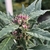 Planta de cannabis variedad Punto Rojo con flores en desarrollo y tricomas visibles autoflorecientes.com.ar