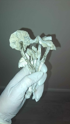 Cogumelo Albino 6g na internet
