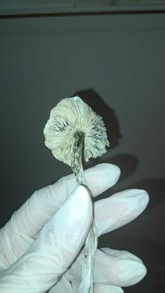 Cogumelo Albino 6g - Magic Mushies