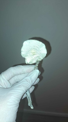 Cogumelo Albino 6g - loja online