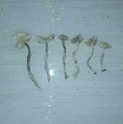 Cogumelo Albino 20g - loja online