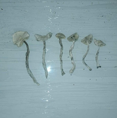 Imagem do Cogumelo Albino 6g