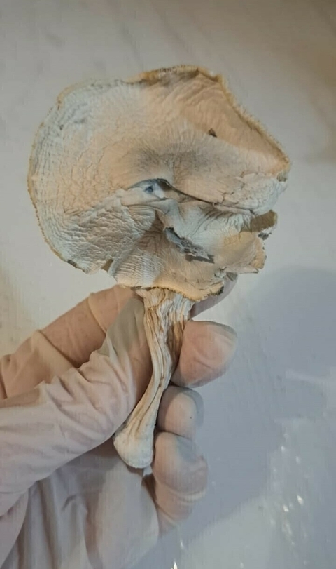 Cogumelo Albino 100g