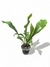 Asplenium XS - comprar online