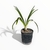 Agapanthus