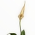 Imagen de Spathiphyllum S