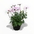 Imagen de Osteospermum
