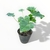 Philodendron Wambe S en internet