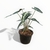 Alocasia Amazónica (Hoja Chica) en internet