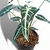Imagen de Alocasia Amazónica (Hoja Chica)