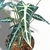 Alocasia Amazónica (Hoja Chica)
