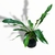 Helecho Niphidium Classifolium M - comprar online