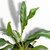 Helecho Niphidium Classifolium M - Club de Plantas