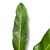 Helecho Niphidium Classifolium M - tienda online