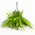 Helecho Serrucho M - comprar online