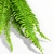 Helecho Serrucho M - Club de Plantas