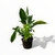 Philodendron Squamiferum - comprar online