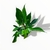 Philodendron Squamiferum en internet