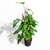 Philodendron Sanguineum en internet