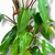 Imagen de Philodendron Sanguineum
