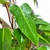 Philodendron Sanguineum - tienda online
