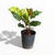 Calathea Makoyana S - comprar online