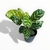 Calathea Makoyana S - Club de Plantas