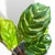 Calathea Makoyana S - tienda online