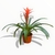 Vriesea
