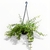 Columnea - tienda online