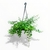 Columnea - comprar online