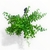 Columnea - Club de Plantas