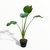 Alocasia Portora - Club de Plantas