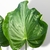 Alocasia Portora en internet