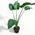 Alocasia Portora - comprar online