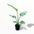 Strelitzia Nicolai M en internet