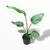 Strelitzia Nicolai M - comprar online