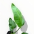 Imagen de Strelitzia Nicolai M
