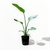 Strelitzia Nicolai M - Club de Plantas