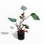 Philodendron Black Cardinal en internet