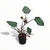 Philodendron Black Cardinal - comprar online