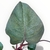 Imagen de Philodendron Black Cardinal