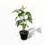 Aphelandra