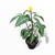 Aphelandra - comprar online