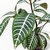Aphelandra en internet