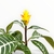 Aphelandra - Club de Plantas