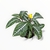 Imagen de Aphelandra