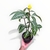 Aphelandra - tienda online